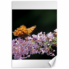 Butterfly Sitting On Flowers Canvas 20  X 30  