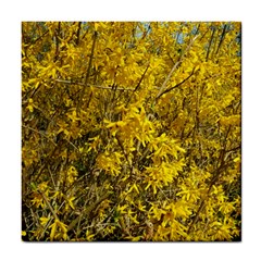 Nature, Yellow Orange Tree Photography Tile Coasters