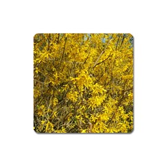 Nature, Yellow Orange Tree Photography Square Magnet