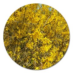 Nature, Yellow Orange Tree Photography Magnet 5  (round)