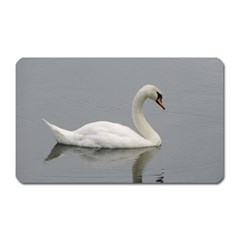 Swimming White Swan Magnet (rectangular)