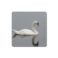 Swimming White Swan Square Magnet