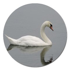 Swimming White Swan Magnet 5  (round) by picsaspassion