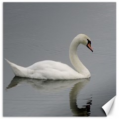 Swimming White Swan Canvas 12  X 12  