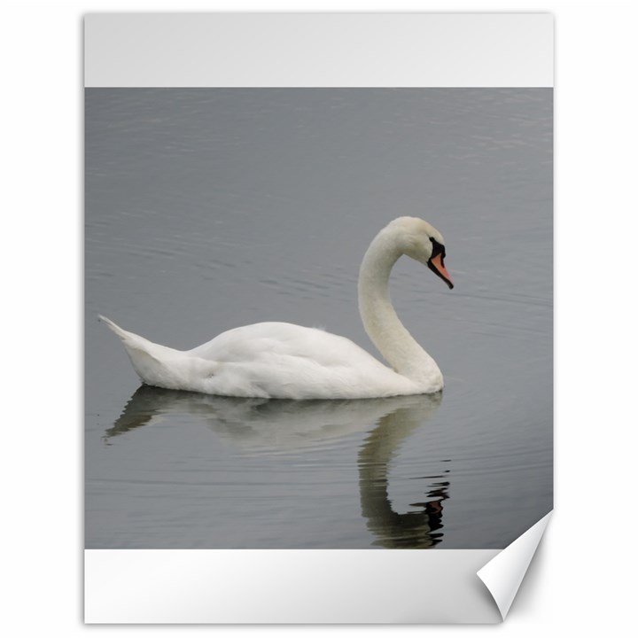 Swimming white Swan Canvas 12  x 16  