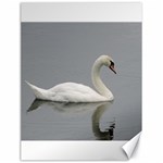 Swimming white Swan Canvas 18  x 24   17.8 x23.08  Canvas - 1