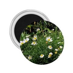 Wild Daisy Summer Flowers 2 25  Magnets