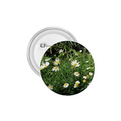 Wild Daisy Summer Flowers 1 75  Buttons