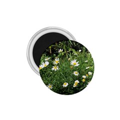 Wild Daisy Summer Flowers 1 75  Magnets