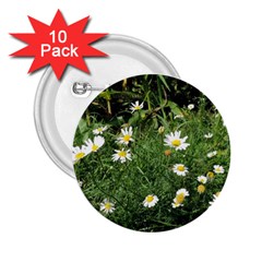 Wild Daisy Summer Flowers 2 25  Buttons (10 Pack) 