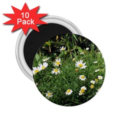 Wild Daisy Summer Flowers 2 25  Magnets (10 Pack) 