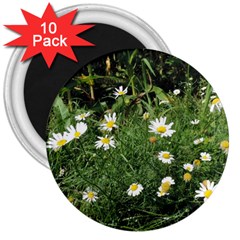 Wild Daisy Summer Flowers 3  Magnets (10 Pack)  by picsaspassion