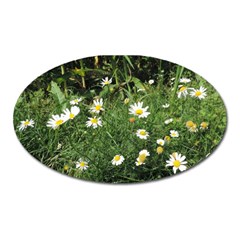 Wild Daisy Summer Flowers Oval Magnet