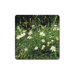 Wild Daisy Summer Flowers Square Magnet