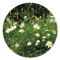 Wild Daisy Summer Flowers Magnet 5  (round)