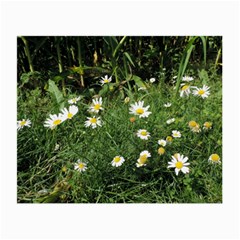 Wild Daisy Summer Flowers Small Glasses Cloth