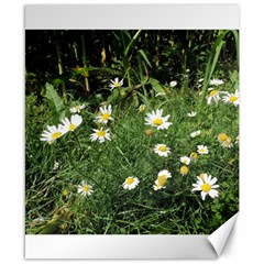 Wild Daisy Summer Flowers Canvas 8  X 10  by picsaspassion