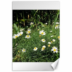 Wild Daisy Summer Flowers Canvas 12  X 18  