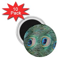 Peacock Feathers Macro 1 75  Magnets (10 Pack)  by GiftsbyNature