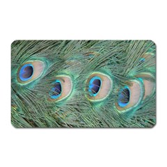 Peacock Feathers Macro Magnet (rectangular) by GiftsbyNature