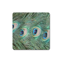 Peacock Feathers Macro Square Magnet