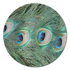 Peacock Feathers Macro Magnet 5  (round) by GiftsbyNature