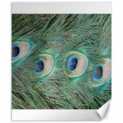 Peacock Feathers Macro Canvas 8  X 10 