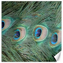 Peacock Feathers Macro Canvas 16  X 16   by GiftsbyNature