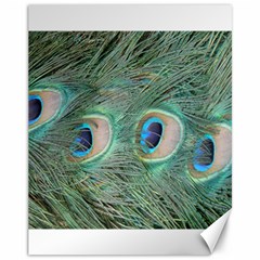 Peacock Feathers Macro Canvas 11  X 14  