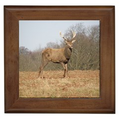 Red Deer Stag on a Hill Framed Tiles