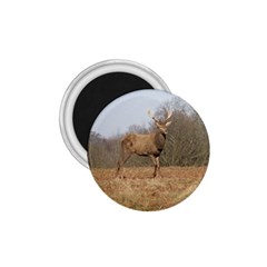 Red Deer Stag On A Hill 1 75  Magnets