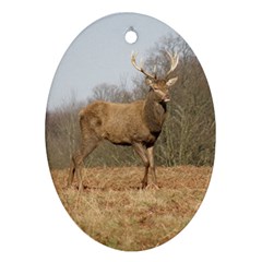 Red Deer Stag On A Hill Ornament (oval)  by GiftsbyNature