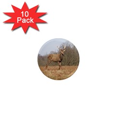 Red Deer Stag On A Hill 1  Mini Magnet (10 Pack)  by GiftsbyNature