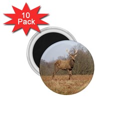 Red Deer Stag On A Hill 1 75  Magnets (10 Pack)  by GiftsbyNature