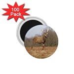 Red Deer Stag on a Hill 1.75  Magnets (100 pack)  Front