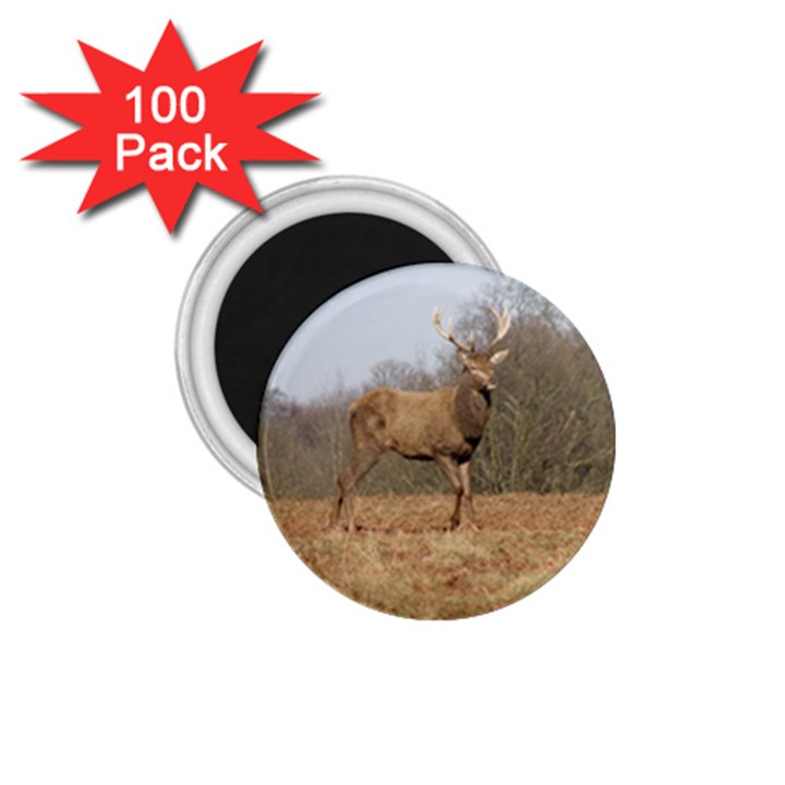 Red Deer Stag on a Hill 1.75  Magnets (100 pack) 