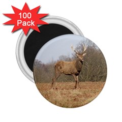 Red Deer Stag On A Hill 2 25  Magnets (100 Pack)  by GiftsbyNature