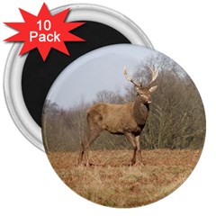 Red Deer Stag On A Hill 3  Magnets (10 Pack)  by GiftsbyNature