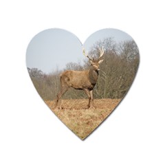 Red Deer Stag on a Hill Heart Magnet