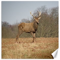 Red Deer Stag On A Hill Canvas 12  X 12   by GiftsbyNature