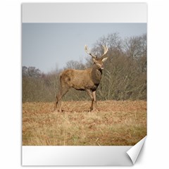 Red Deer Stag On A Hill Canvas 12  X 16   by GiftsbyNature