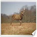 Red Deer Stag on a Hill Canvas 20  x 20   19 x19.27  Canvas - 1