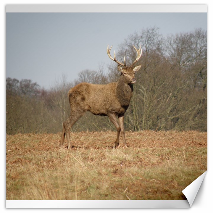 Red Deer Stag on a Hill Canvas 20  x 20  