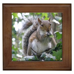 Gray Squirrel Eating Sycamore Seed Framed Tiles