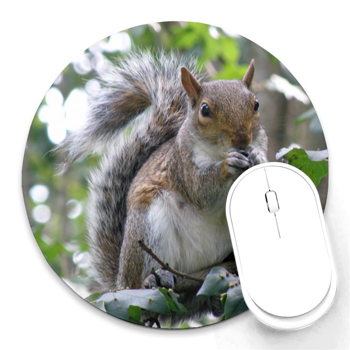 Gray Squirrel Eating Sycamore Seed Round Mousepads