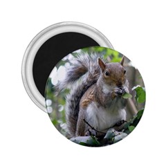 Gray Squirrel Eating Sycamore Seed 2 25  Magnets by GiftsbyNature