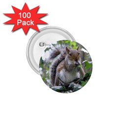 Gray Squirrel Eating Sycamore Seed 1 75  Buttons (100 Pack)  by GiftsbyNature