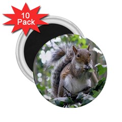 Gray Squirrel Eating Sycamore Seed 2 25  Magnets (10 Pack)  by GiftsbyNature