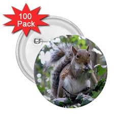 Gray Squirrel Eating Sycamore Seed 2 25  Buttons (100 Pack)  by GiftsbyNature