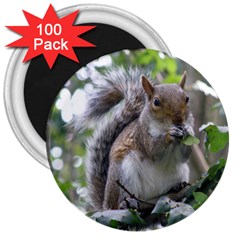 Gray Squirrel Eating Sycamore Seed 3  Magnets (100 Pack) by GiftsbyNature